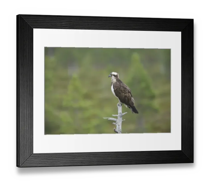 Framed Print : Osprey (Pandion haliaetus) adult, perched at top of dead tree, Finland Framed Print : Osprey (Pandion haliaetus) adult, perched at top of dead tree, Finland