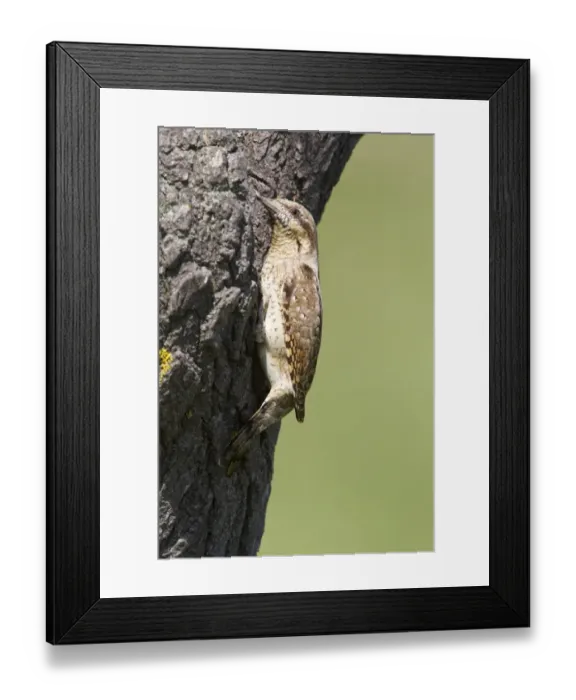 Framed Print : Eurasian Wryneck (Jynx torquilla) adult, at nesthole entrance in tree trunk, Bulgaria, may