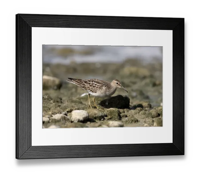 Framed Print : Pectoral Sandpiper (Calidris melanotos) juvenile, foraging on shore, Midlands, England, september Framed Print : Pectoral Sandpiper (Calidris melanotos) juvenile, foraging on shore, Midlands, England, september