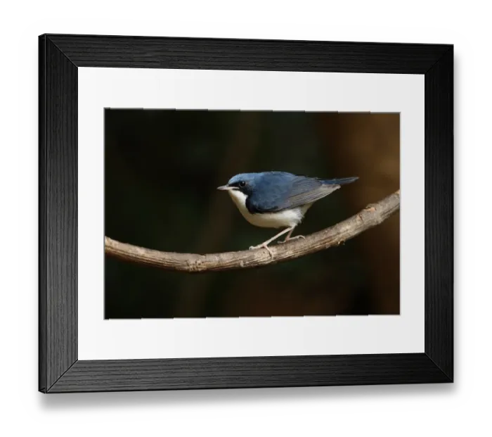 Framed Print : Siberian Blue Robin (Luscinia cyane) adult male, perched on vine, Kaeng Krachan N. P. Thailand, february Framed Print : Siberian Blue Robin (Luscinia cyane) adult male, perched on vine, Kaeng Krachan N. P. Thailand, february