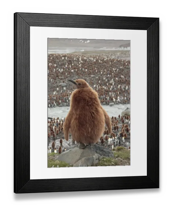 Framed Print : King Penguin (Aptenodytes patagonicus) chick, standing on rock, with colony in background, Gold Harbour, South Georgia Framed Print : King Penguin (Aptenodytes patagonicus) chick, standing on rock, with colony in background, Gold Harbour, South Georgia