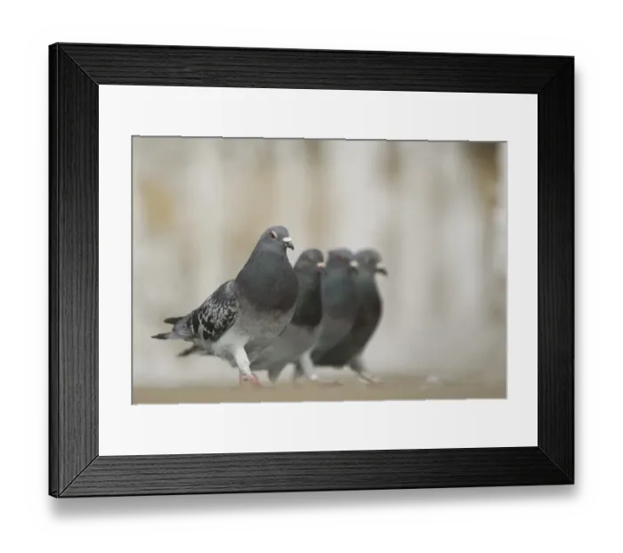 Framed Print : Feral Pigeon (Columba livia) four adults, walking beside city centre fountain, Sheffield, South Yorkshire, England Framed Print : Feral Pigeon (Columba livia) four adults, walking beside city centre fountain, Sheffield, South Yorkshire, England