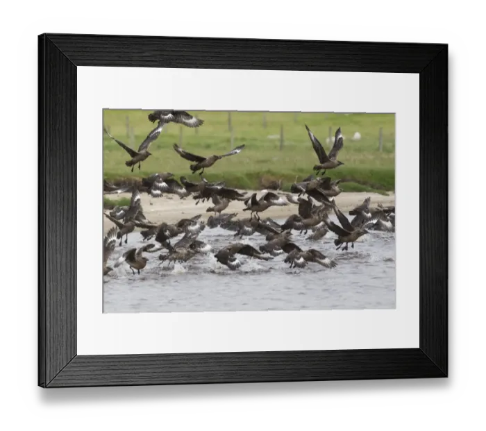 Framed Print : Great Skua (Stercorarius skua) adults, flock taking flight, after bathing in freshwater, Shetland Islands, Scotland Framed Print : Great Skua (Stercorarius skua) adults, flock taking flight, after bathing in freshwater, Shetland Islands, Scotland