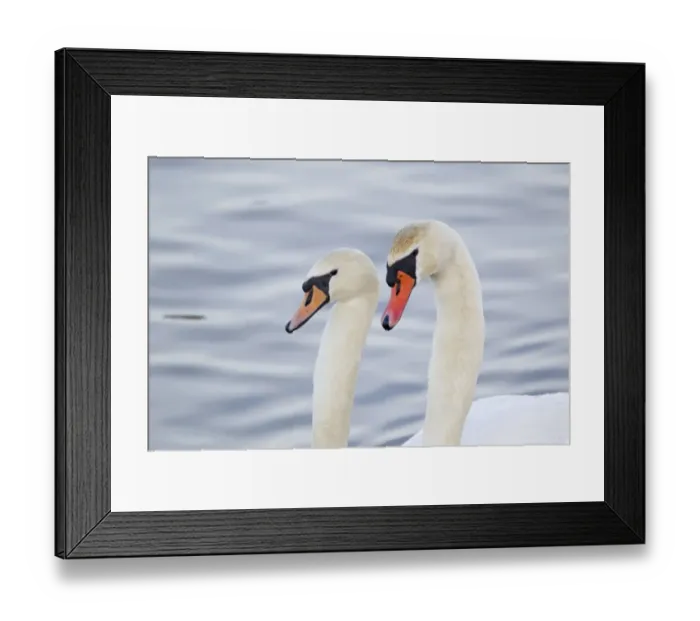 Framed Print : Mute Swan (Cygnus olor) adult pair, close-up of heads and necks, in courtship display on water, Caerlaverock W. W. T Framed Print : Mute Swan (Cygnus olor) adult pair, close-up of heads and necks, in courtship display on water, Caerlaverock W. W. T