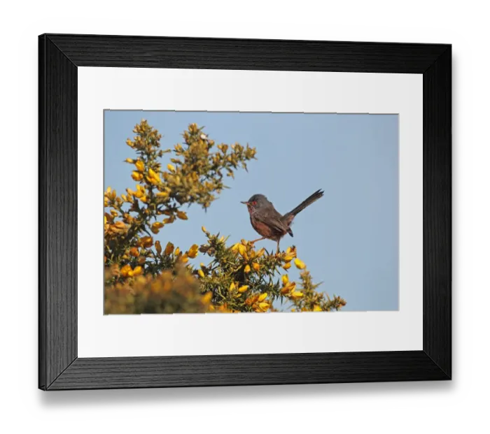 Framed Print : Dartford Warbler (Sylvia undata) adult male, perched on flowering gorse, Dunwich Heath, Suffolk, England, april Framed Print : Dartford Warbler (Sylvia undata) adult male, perched on flowering gorse, Dunwich Heath, Suffolk, England, april