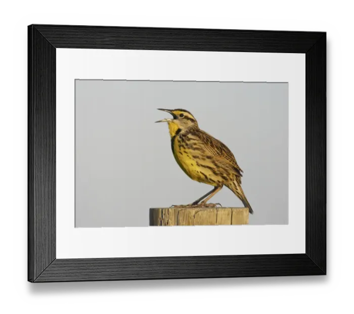 Framed Print : Eastern Meadowlark (Sturnella magna) adult, singing, standing on post, Lake Kissimmee, Florida, U. S. A Framed Print : Eastern Meadowlark (Sturnella magna) adult, singing, standing on post, Lake Kissimmee, Florida, U. S. A