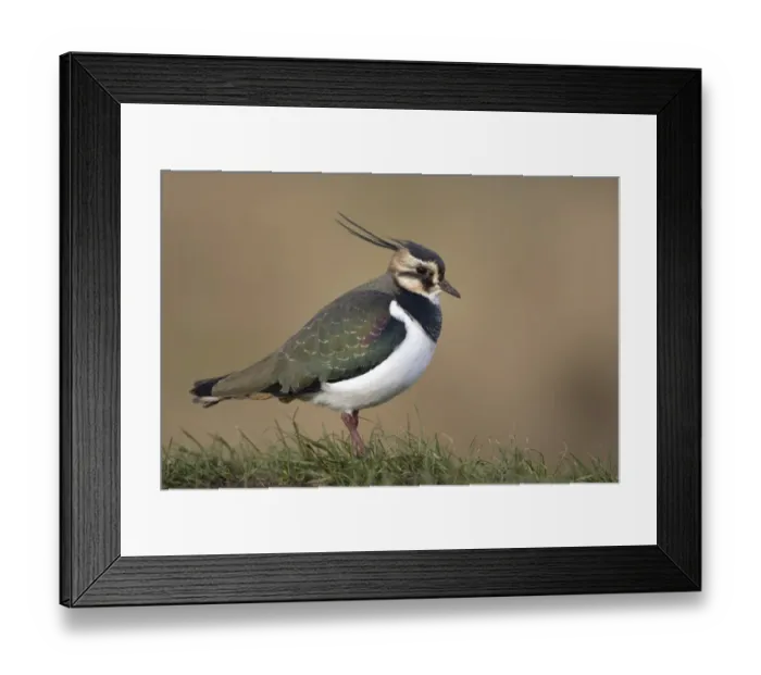 Framed Print : Northern Lapwing (Vanellus vanellus) adult, winter plumage, standing on grass, Norfolk, England, february Framed Print : Northern Lapwing (Vanellus vanellus) adult, winter plumage, standing on grass, Norfolk, England, february