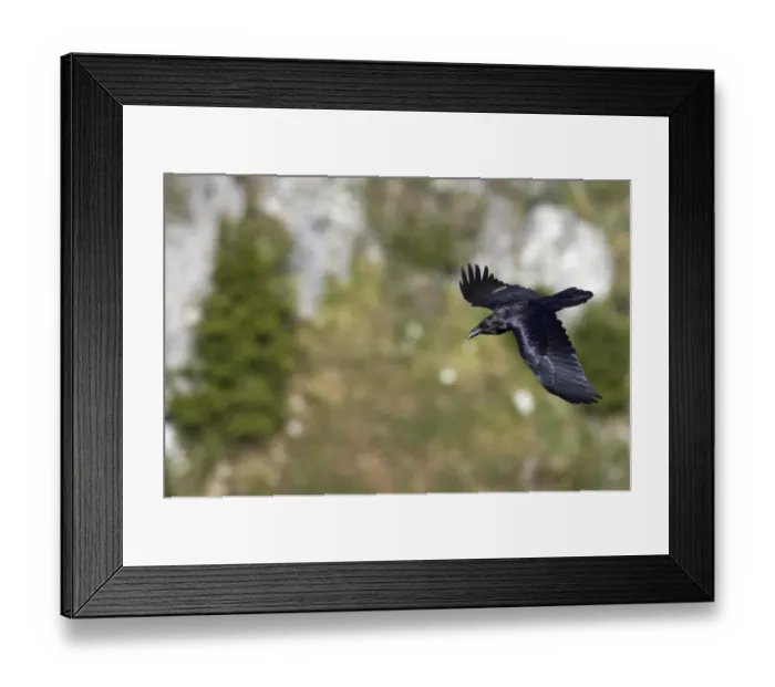 Framed Print : Common Raven (Corvus corax) adult, in flight over limestone canyon, Extremadura, Spain Framed Print : Common Raven (Corvus corax) adult, in flight over limestone canyon, Extremadura, Spain