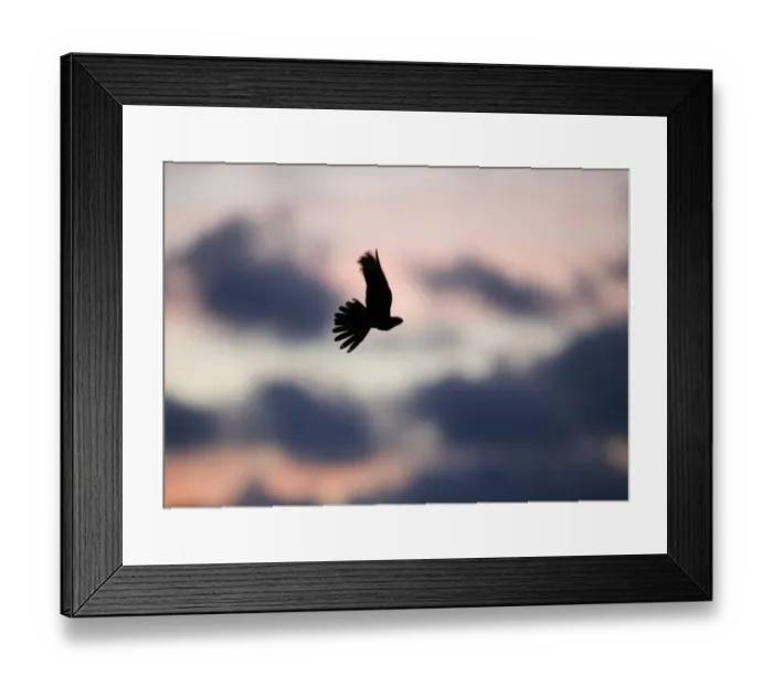Framed Print : Eurasian Nightjar (Caprimulgus europaeus) adult, in flight over heathland, silhouetted at sunset, Norfolk, England Framed Print : Eurasian Nightjar (Caprimulgus europaeus) adult, in flight over heathland, silhouetted at sunset, Norfolk, England