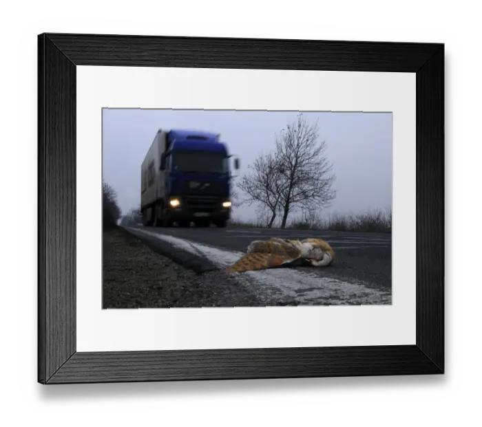 Framed Print : Barn Owl (Tyto alba) dead adult, killed on road with approaching lorry, Bulgaria Framed Print : Barn Owl (Tyto alba) dead adult, killed on road with approaching lorry, Bulgaria