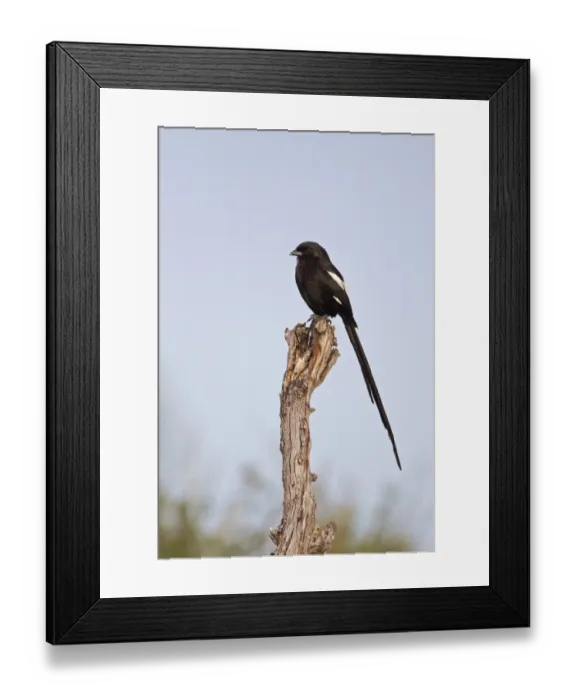 Framed Print : Magpie Shrike (Corvinella melanoleuca) adult, perched on dead branch, Okavango Delta, Botswana Framed Print : Magpie Shrike (Corvinella melanoleuca) adult, perched on dead branch, Okavango Delta, Botswana
