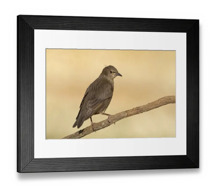 Framed Print : Spotless Starling (Sturnus unicolor) juvenile, perched on twig, Northern Spain, july Framed Print : Spotless Starling (Sturnus unicolor) juvenile, perched on twig, Northern Spain, july