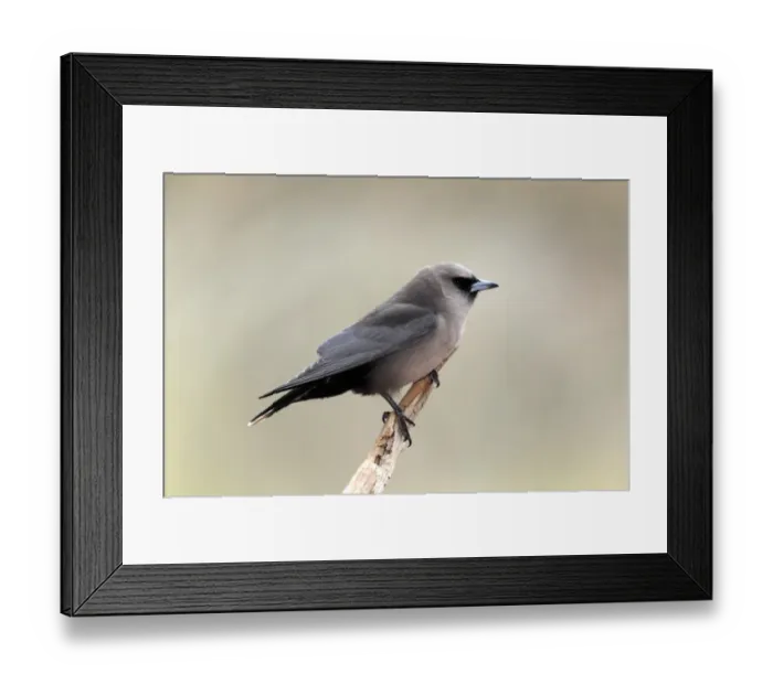Framed Print : Black-faced Woodswallow (Artamus cinereus) adult, perched on branch, Outback, Northern Territory, Australia Framed Print : Black-faced Woodswallow (Artamus cinereus) adult, perched on branch, Outback, Northern Territory, Australia