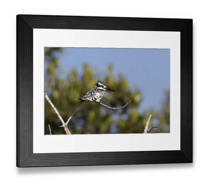 Framed Print : Pied Kingfisher (Ceryle rudis) adult, perched on twig, Gambia, january Framed Print : Pied Kingfisher (Ceryle rudis) adult, perched on twig, Gambia, january