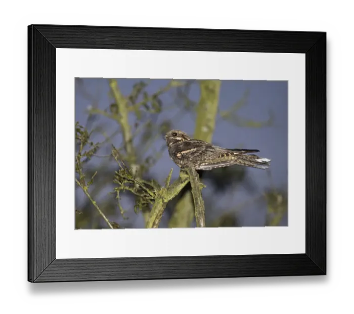 Framed Print : Eurasian Nightjar (Caprimulgus europaeus) adult male, churring on song post in heathland at dusk, Norfolk, England, may Framed Print : Eurasian Nightjar (Caprimulgus europaeus) adult male, churring on song post in heathland at dusk, Norfolk, England, may