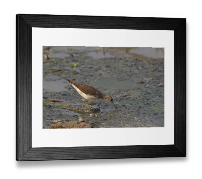 Framed Print : Green Sandpiper (Tringa ochropus) adult, feeding in water, India Framed Print : Green Sandpiper (Tringa ochropus) adult, feeding in water, India