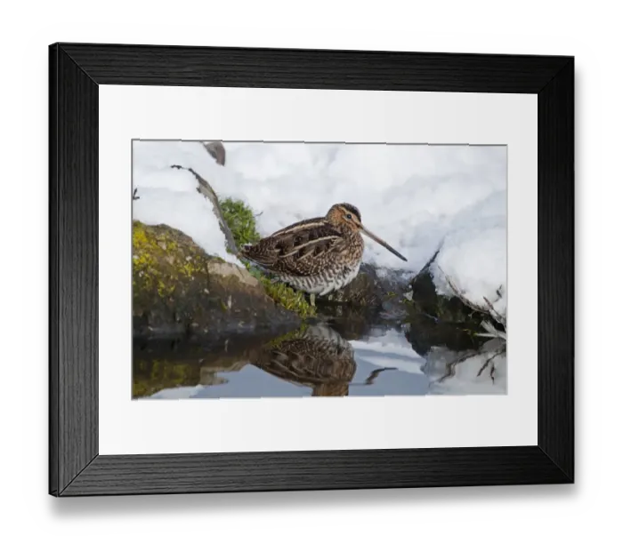 Framed Print : Common Snipe (Gallinago gallinago) adult, foraging on snow covered bank of pond, Salthouse, Norfolk, England, december