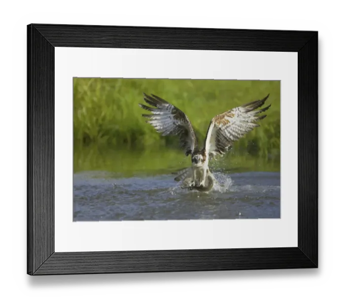 Framed Print : Osprey (Pandion haliaetus) adult, in flight, catching fish in talons, Finland Framed Print : Osprey (Pandion haliaetus) adult, in flight, catching fish in talons, Finland