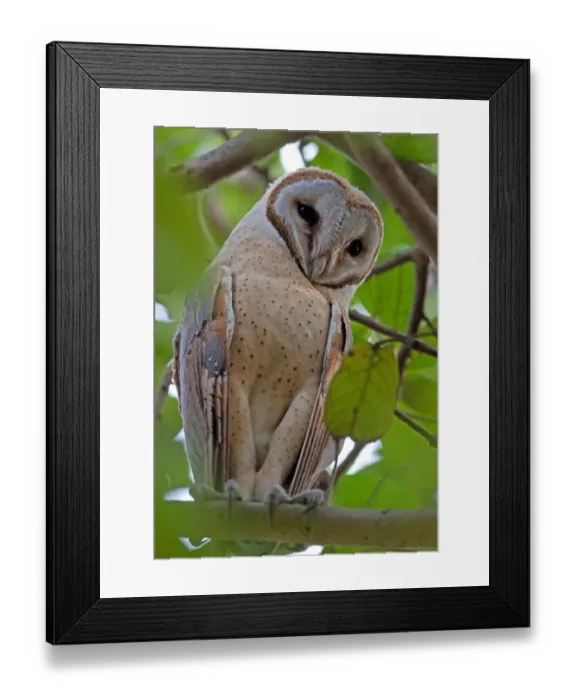 Framed Print : Barn Owl (Tyto alba stertens) adult, perched on branch, Guwahati, Assam, India, january Framed Print : Barn Owl (Tyto alba stertens) adult, perched on branch, Guwahati, Assam, India, january