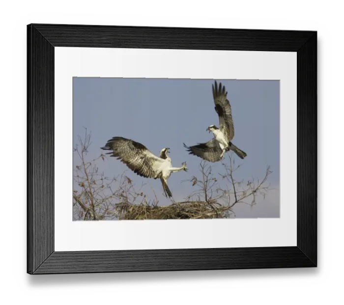 Framed Print : Osprey (Pandion haliaetus) two adults, in flight, fighting over nestsite, Cypress Lake, Florida, U. S. A Framed Print : Osprey (Pandion haliaetus) two adults, in flight, fighting over nestsite, Cypress Lake, Florida, U. S. A