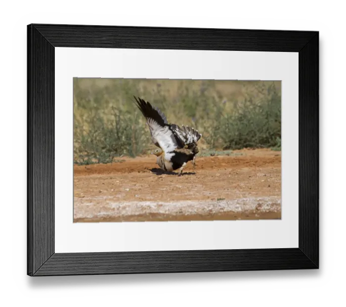 Framed Print : Black-bellied Sandgrouse (Pterocles orientalis) adult male, displaying with wings raised at edge of pool, Aragon Framed Print : Black-bellied Sandgrouse (Pterocles orientalis) adult male, displaying with wings raised at edge of pool, Aragon