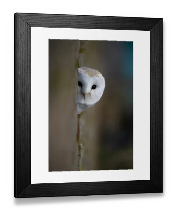 Framed Print : Barn Owl (Tyto alba) adult, looking out from hole, Gloucestershire, England, february (captive) Framed Print : Barn Owl (Tyto alba) adult, looking out from hole, Gloucestershire, England, february (captive)