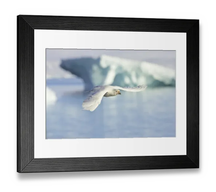 Framed Print : Snowy Sheathbill (Chionis alba) adult, in flight over sea, Paulette Island, Antarctic Peninsula, Antarctica Framed Print : Snowy Sheathbill (Chionis alba) adult, in flight over sea, Paulette Island, Antarctic Peninsula, Antarctica