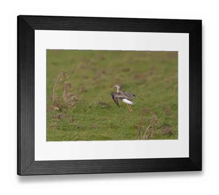 Framed Print : Ruff (Philomachus pugnax) adult male, winter plumage, in flight, landing on grazing marsh, Norfolk, England, january Framed Print : Ruff (Philomachus pugnax) adult male, winter plumage, in flight, landing on grazing marsh, Norfolk, England, january