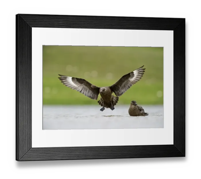 Framed Print : Great Skua (Stercorarius skua) two adults, in flight and standing in shallow water, Fetlar, Shetland Islands, Scotland Framed Print : Great Skua (Stercorarius skua) two adults, in flight and standing in shallow water, Fetlar, Shetland Islands, Scotland