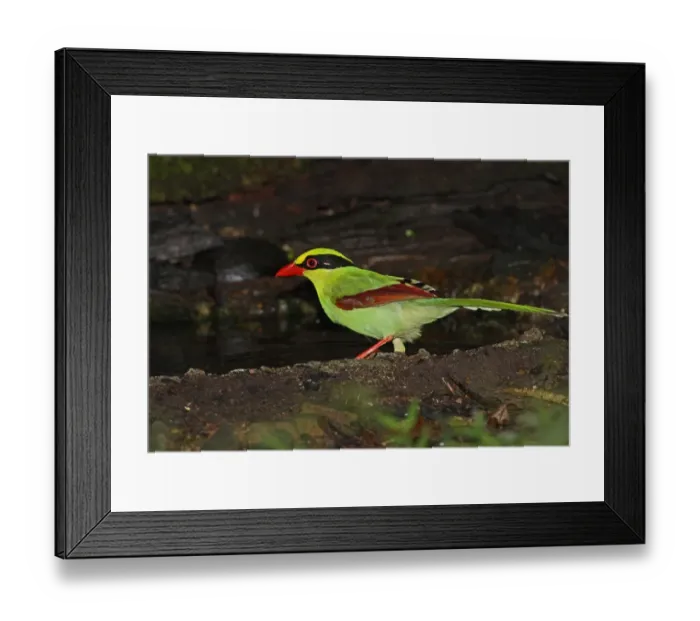 Framed Print : Common Green Magpie (Cissa chinensis chinensis) adult, standing at forest pool, Kaeng Krachan N. P. Thailand, november Framed Print : Common Green Magpie (Cissa chinensis chinensis) adult, standing at forest pool, Kaeng Krachan N. P. Thailand, november