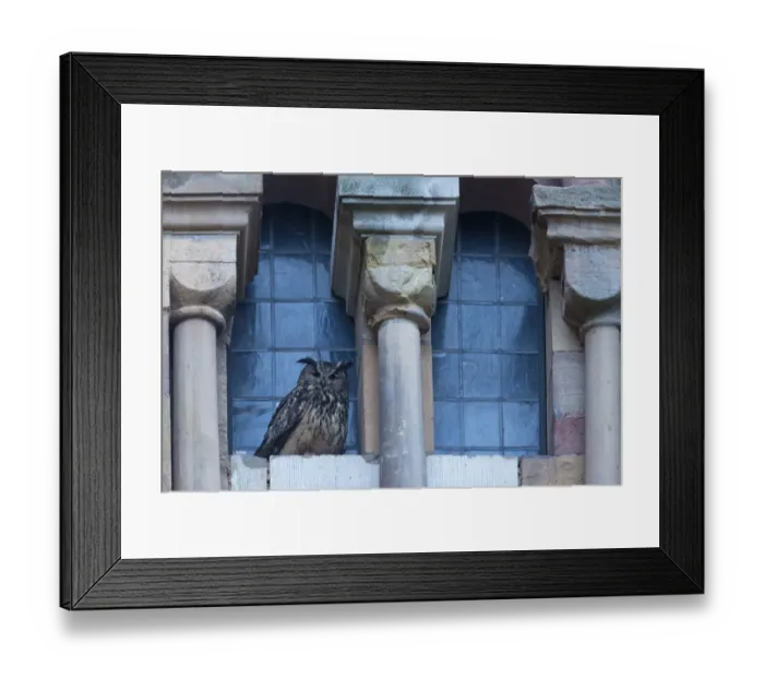 Framed Print : Eurasian Eagle-owl (Bubo bubo) adult, roosting on ledge of city cathedral, Trier, Rhineland-Palatinate, Germany, may Framed Print : Eurasian Eagle-owl (Bubo bubo) adult, roosting on ledge of city cathedral, Trier, Rhineland-Palatinate, Germany, may