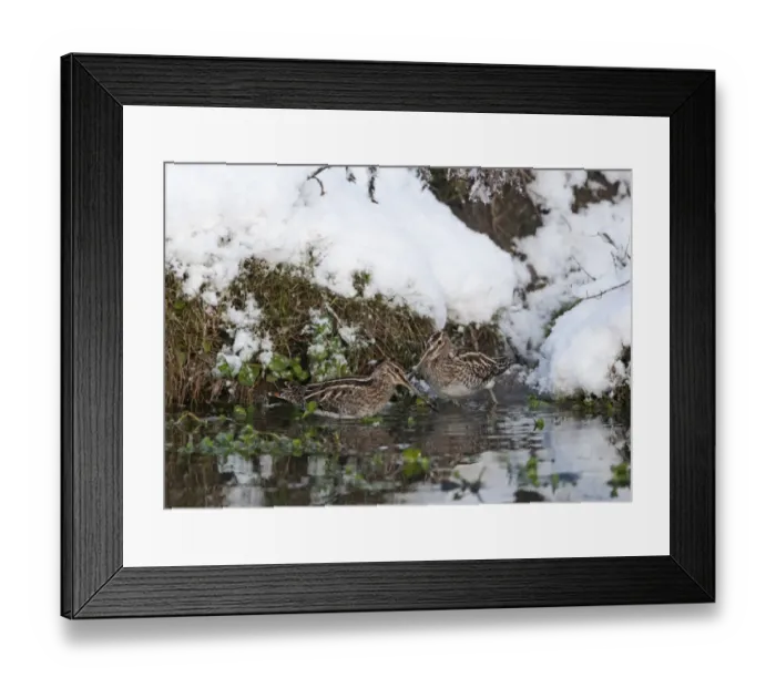 Framed Print : Common Snipe (Gallinago gallinago) two adults, feeding in water at edge of snow covered bank, Norfolk, England Framed Print : Common Snipe (Gallinago gallinago) two adults, feeding in water at edge of snow covered bank, Norfolk, England