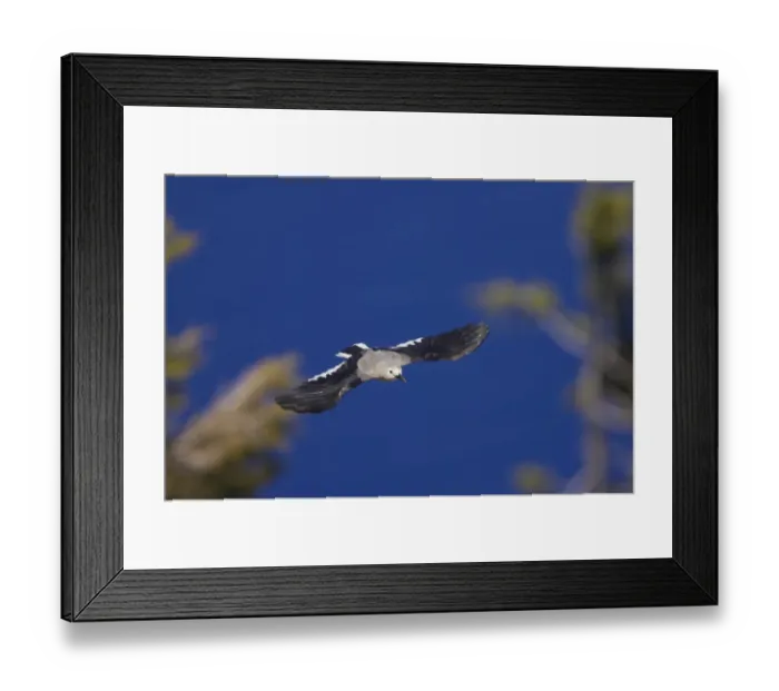 Framed Print : Clarks Nutcracker (Nucifraga columbiana) adult, in flight over crater lake, Crater Lake, Crater Lake N. P. Oregon, U. S. A Framed Print : Clarks Nutcracker (Nucifraga columbiana) adult, in flight over crater lake, Crater Lake, Crater Lake N. P. Oregon, U. S. A