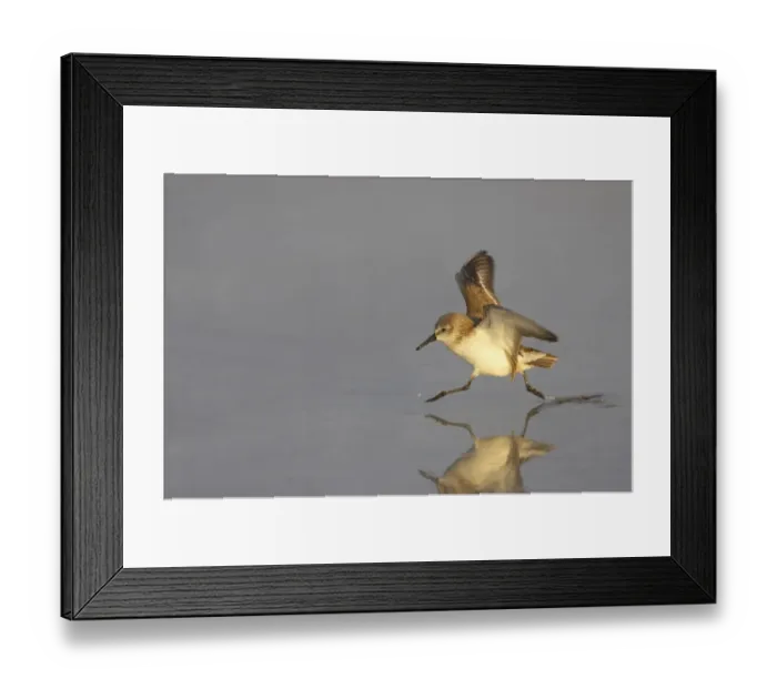 Framed Print : Least Sandpiper (Calidris minutilla) adult, winter plumage, running across mudflats with wings raised, Fort de Soto Framed Print : Least Sandpiper (Calidris minutilla) adult, winter plumage, running across mudflats with wings raised, Fort de Soto