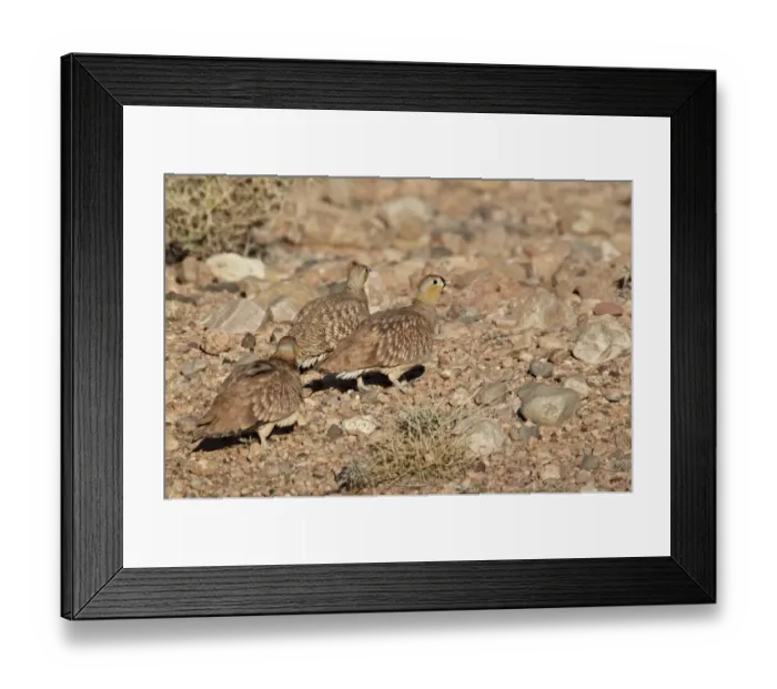 Framed Print : Crowned Sandgrouse (Pterocles coronatus) adult males and female, walking on stony ground in desert, near Erg Chebbi Framed Print : Crowned Sandgrouse (Pterocles coronatus) adult males and female, walking on stony ground in desert, near Erg Chebbi