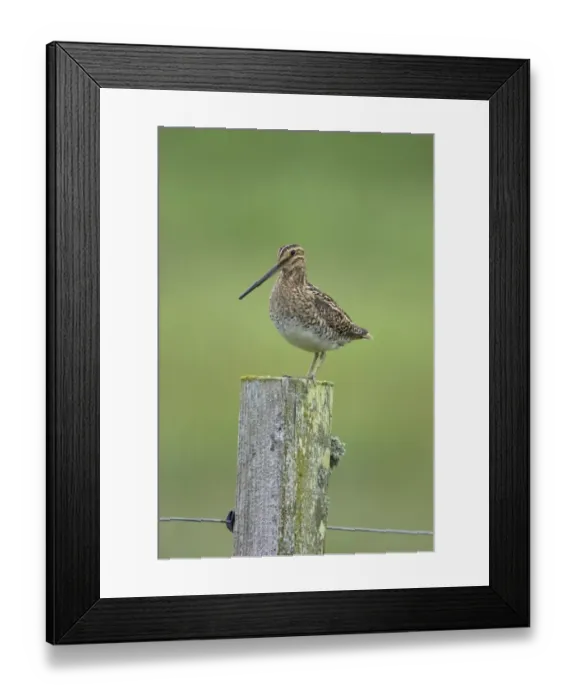 Framed Print : Common Snipe (Gallinago gallinago) adult, standing on lichen covered fencepost, Mainland, Orkney, Scotland, june Framed Print : Common Snipe (Gallinago gallinago) adult, standing on lichen covered fencepost, Mainland, Orkney, Scotland, june