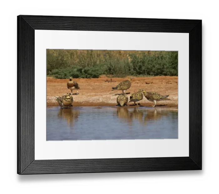Framed Print : Pin-tailed Sandgrouse (Pterocles alchata) adult males and females, group drinking at pool, Aragon, Spain, july Framed Print : Pin-tailed Sandgrouse (Pterocles alchata) adult males and females, group drinking at pool, Aragon, Spain, july