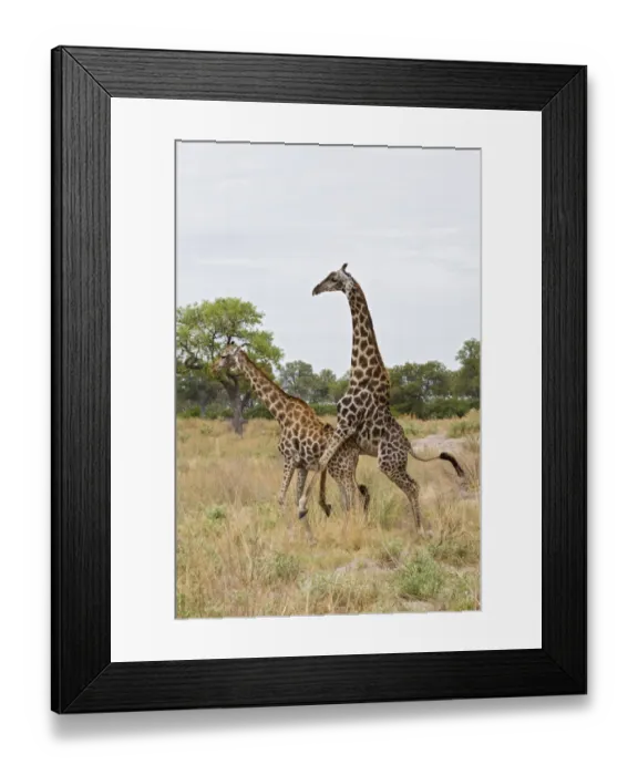 Framed Print : Masai Giraffe (Giraffa camelopardalis tippelskirchi) adult pair, mating, Okavango Delta, Botswana