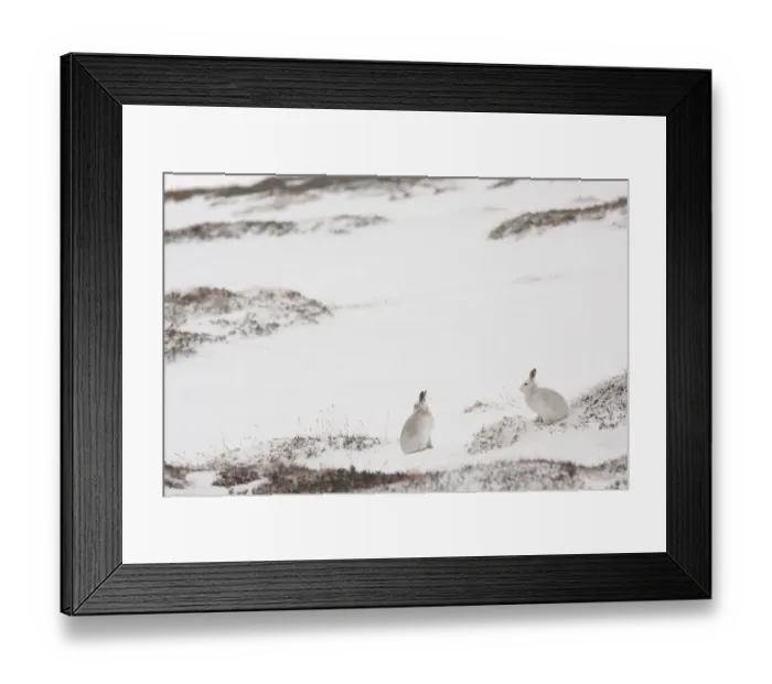 Framed Print : Mountain Hare (Lepus timidus) two adults, white winter coat, sitting on snow in upland habitat, Strathspey Framed Print : Mountain Hare (Lepus timidus) two adults, white winter coat, sitting on snow in upland habitat, Strathspey