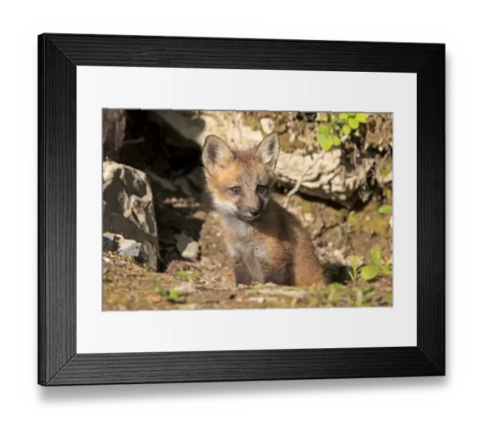 Framed Print : American Red Fox (Vulpes vulpes fulva) ten-weeks old cub, sitting at den entrance, Montana, U. S. A. june (captive) Framed Print : American Red Fox (Vulpes vulpes fulva) ten-weeks old cub, sitting at den entrance, Montana, U. S. A. june (captive)