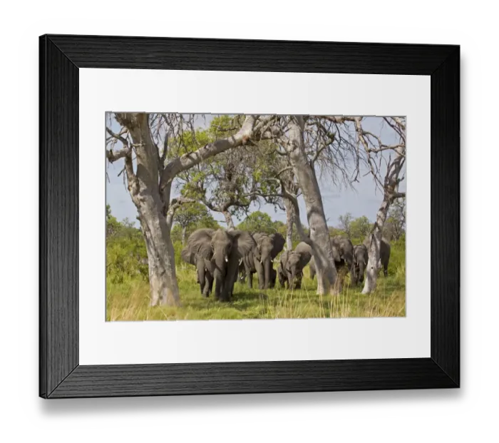 Framed Print : African Elephant (Loxodonta africana) adult females with calves, herd approaching through trees, Okavango Delta Framed Print : African Elephant (Loxodonta africana) adult females with calves, herd approaching through trees, Okavango Delta