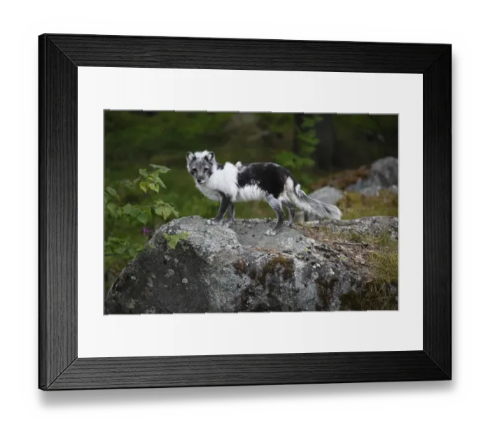 Framed Print : Arctic Fox (Alopex lagopus) adult, in transitional coat, standing on rock, Finland, july Framed Print : Arctic Fox (Alopex lagopus) adult, in transitional coat, standing on rock, Finland, july