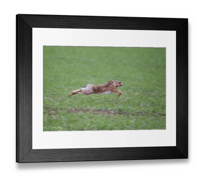 Framed Print : European Hare (Lepus europaeus) adult, running across farmland, Suffolk, England, october Framed Print : European Hare (Lepus europaeus) adult, running across farmland, Suffolk, England, october
