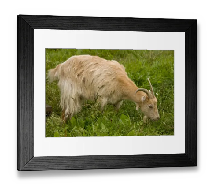 Framed Print : Domestic Goat, Little-eared Goat, adult, grazing, Hortobagy N. P. Great Plain, Eastern Hungary, october Framed Print : Domestic Goat, Little-eared Goat, adult, grazing, Hortobagy N. P. Great Plain, Eastern Hungary, october