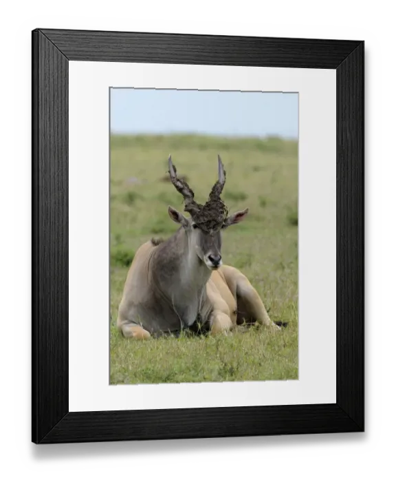 Framed Print : Common Eland (Taurotragus oryx) adult male, with mud on head and horns, resting on ground, Masai Mara, Kenya Framed Print : Common Eland (Taurotragus oryx) adult male, with mud on head and horns, resting on ground, Masai Mara, Kenya