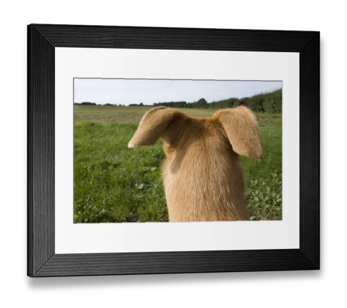Framed Print : Domestic Dog, Lurcher cross mongrel, adult female, rear view of head, pricking ears back, looking across farmland