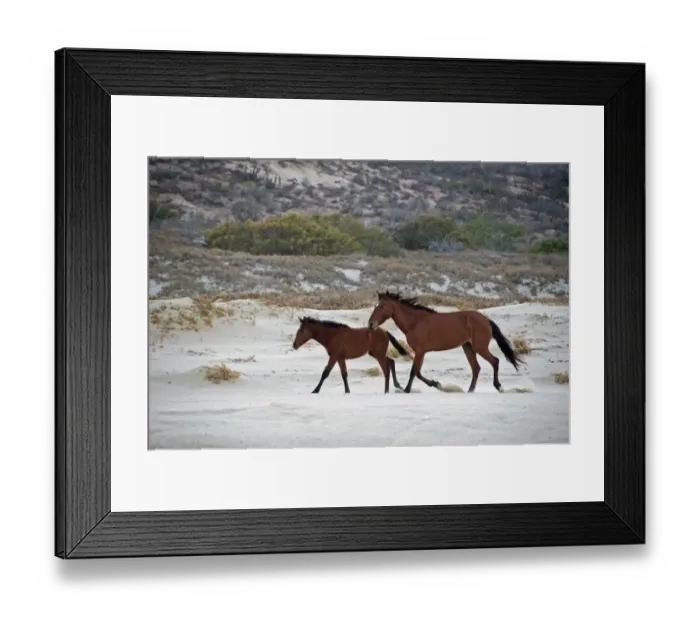 Framed Print : Feral Horse, mare and foal, trotting on beach, Cabo Frailes, Baja California Sur, Mexico, march Framed Print : Feral Horse, mare and foal, trotting on beach, Cabo Frailes, Baja California Sur, Mexico, march
