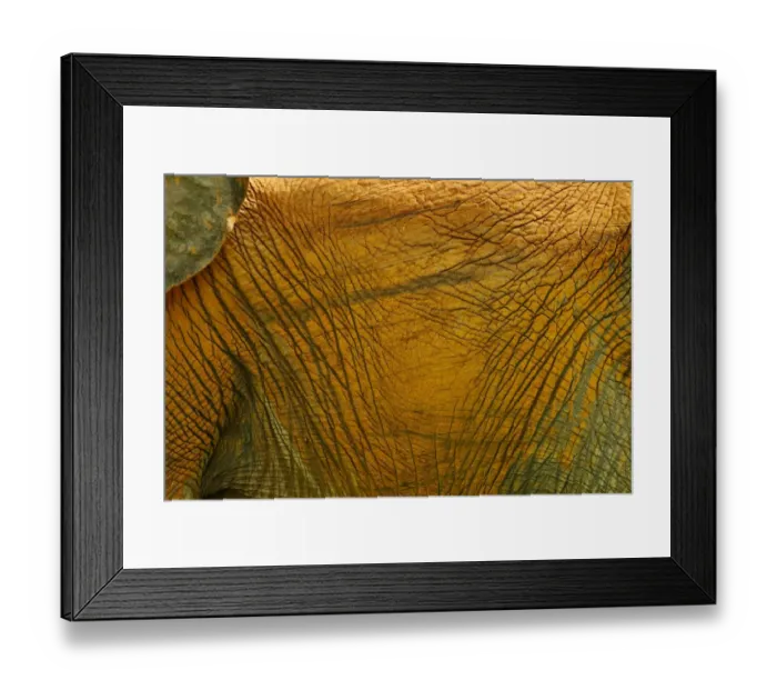 Framed Print : African Elephant (Loxodonta africana) adult, close-up of soil stained skin, Ruaha N. P. Tanzania Framed Print : African Elephant (Loxodonta africana) adult, close-up of soil stained skin, Ruaha N. P. Tanzania