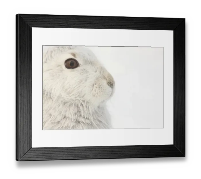 Framed Print : Mountain Hare (Lepus timidus) adult, white winter coat, close-up of head, in snow, Strathspey, Cairngorm N. P Framed Print : Mountain Hare (Lepus timidus) adult, white winter coat, close-up of head, in snow, Strathspey, Cairngorm N. P