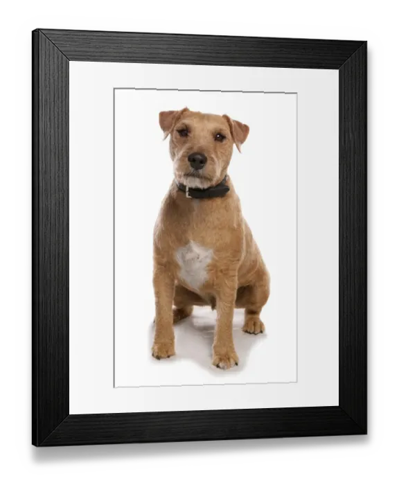 Framed Print : Domestic Dog, Lakeland Terrier cross, adult male, sitting, with collar Framed Print : Domestic Dog, Lakeland Terrier cross, adult male, sitting, with collar